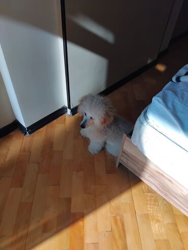 İtlər: Pudel — 13