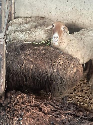 Баран, овца: Продаю | Овца (самка) | Для разведения | Матка — 7