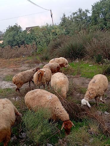 kecı: Boğaz qoyunlar satılır. Əlavə məlumat üçün zəng et 3 boğaz — 2