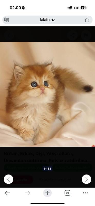 Pişiklər: Britan — 11