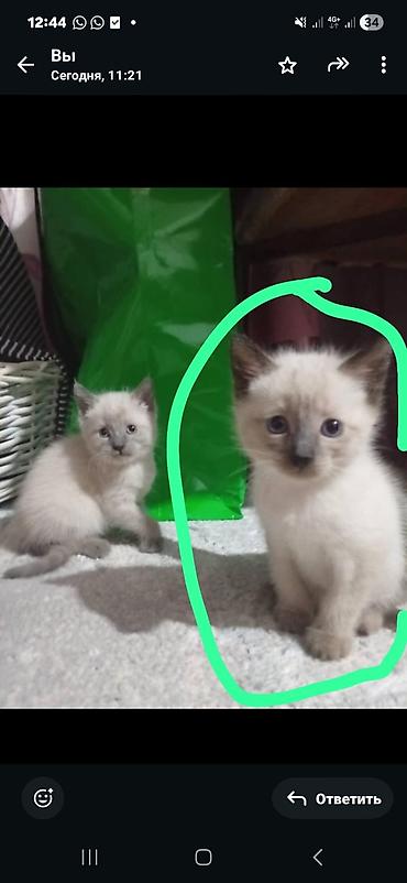 Котята с колор-пойнт окраcом (сиамский тип). - Окрас: светлый