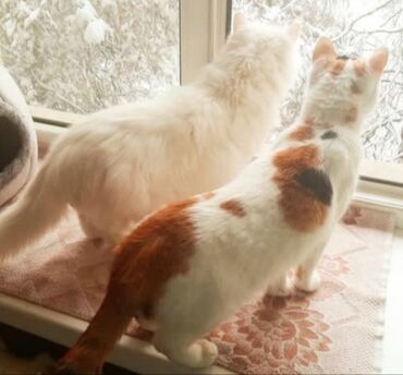 коты токмок: Жоголгон : Породасыз, Ургаачы, Кызгыл сары