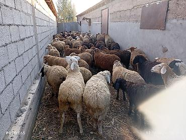 теленок бычок: Продаю | Овца (самка) | Для разведения — 2