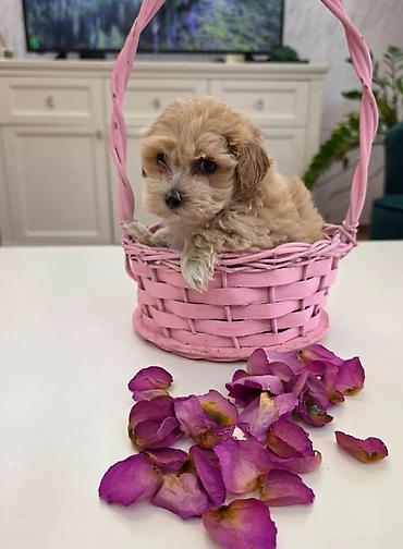 stenci maltezera: Preslatki maleni MALTIPOO stenci, spremni su za preuzimanje. Jako — 5