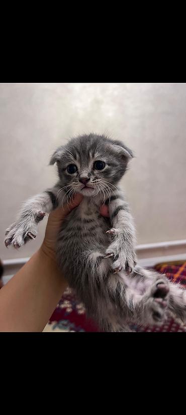 котята скоттиш фолд: Котята-шотландцы (скоттиш-фолд/страйт), помёт из нескольких малышей — 3