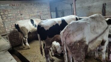 сколько стоит хаски: Продаю | Бык (самец) | Голштин | На откорм