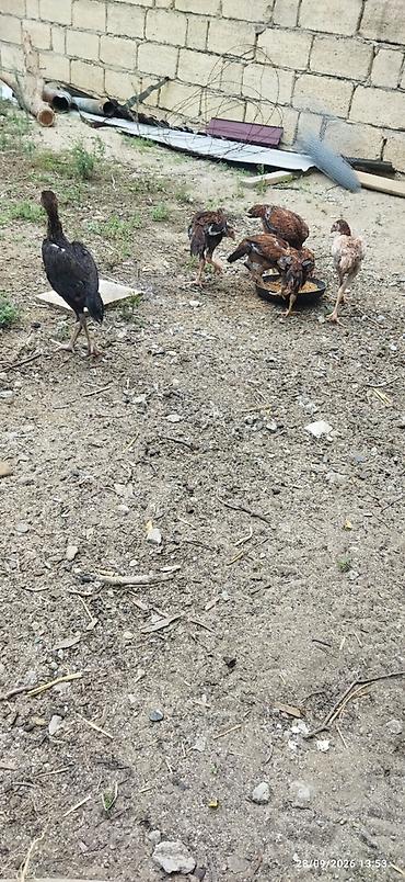 heyrati becesi: Ataları qaragöz cinsi anası türk yapon sintezi fərələr 30m40m becələr — 7