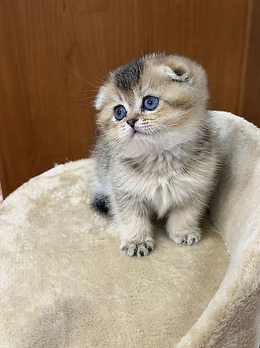 шотландская кошка шиншилла: Шотландский вислоухий котёнок золотого окраса. Шкотиш фолд — 4