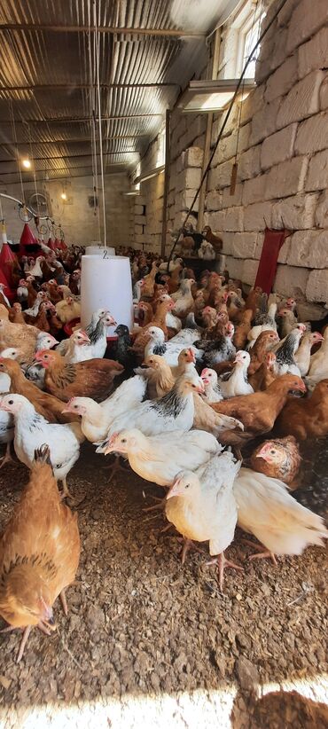 toyuq bazari: Курица, Для яиц, Платная доставка