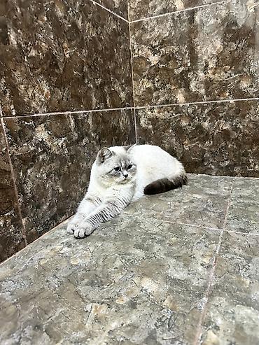 Pişiklər: Britan -da lalafo.az — 11 Pişiklər: Britan — 11