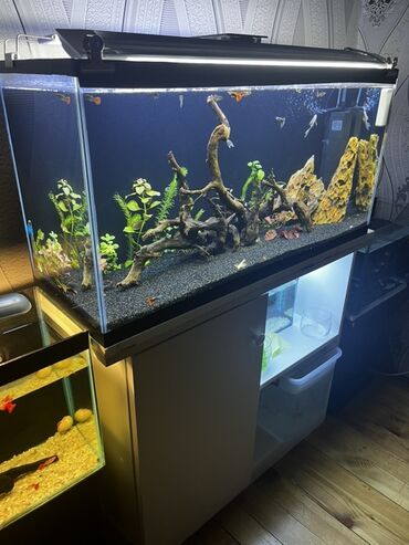 Akvarium aksessuar və ləvazimatları: Akvarium Uzunu 90 Eni 30 Hündürlük 45 Akvarium ideal vəzyətdədir 1