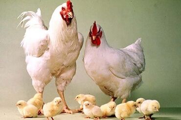 Куры, петухи: Продаю | Цыплята | Бройлерная | Для разведения