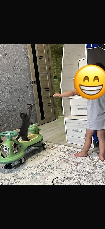 Мышыктар: Орус көгүлтүр, 3 айлык, Ургаачы, Көгүлтүр, Лотокко барууга үйрөтүлгөн — 10