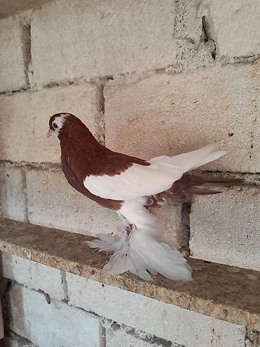 sirvan teze itler satisi: Salam olsun her kese . Dutu kevendi yeni yeni qizir mayadi keven — 3