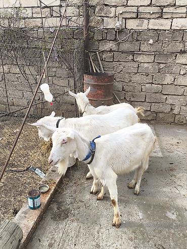 Keçilər, çəpişlər: Təmiz orginal 3 dənə Sani satılır ikisi balalıdı hərəsin bir balası — 5