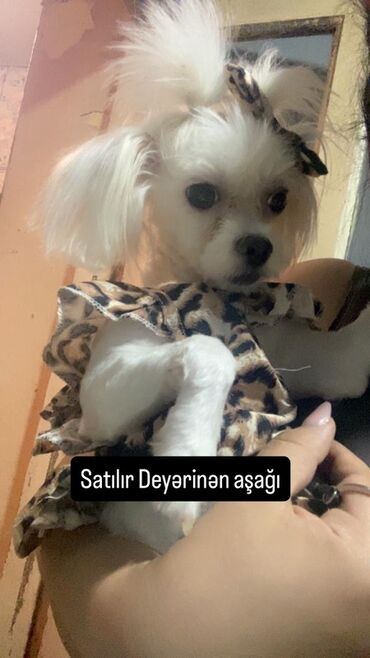 Daraq panellər: Maltez Balonka toydu böyüməyənəndi balacadı tolet tərbiyəsi var çox