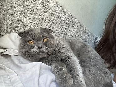 вислоухие коты серые: Шотландская вислоухая кошка (Scottish Fold), окрас — голубой (серый) — 3