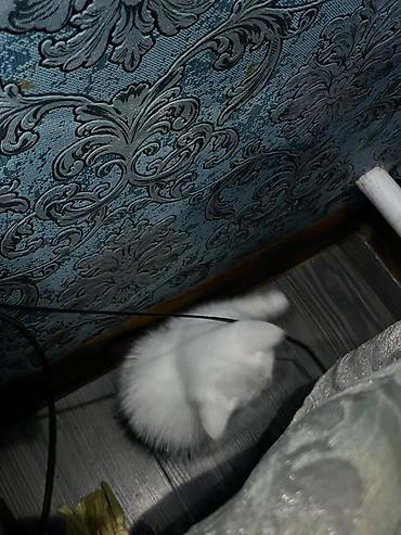 Мышыктар: Скотиш Страйт (Шотландиялык тик кулактуу), 2 айлык, Эркек, Ак — 2
