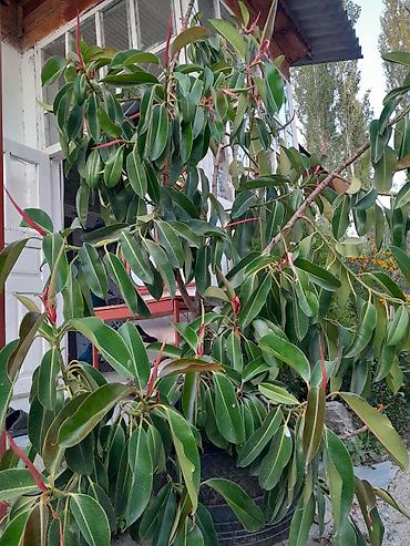 цветок фикус: Фикус в кадках (Ficus elastica, каучуконосный) - Крупные взрослые — 2
