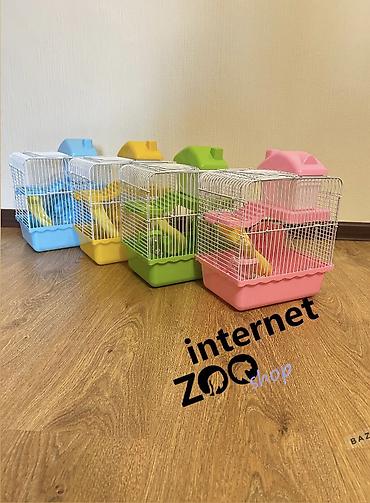 Хомяки: Продаются хомячки джунгарские, сирийские, ангорские пушистые хомячки — 27