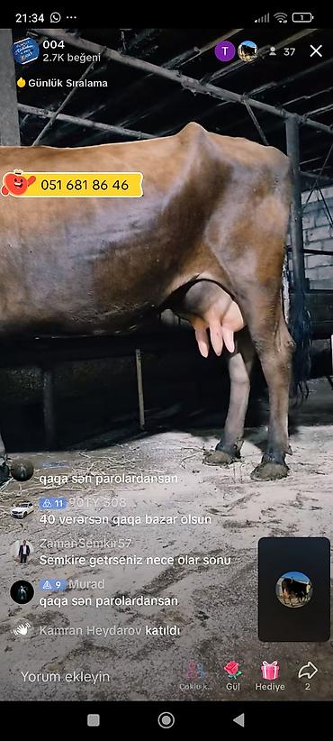 cucə və xoruz təmsil: 🐄 FERMAYA İŞÇİ AXTARILIR Südlük inəklərə baxım və sağım işləri üçün — 1
