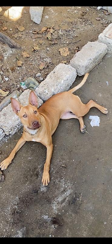 dok it: Pitbul, 6 ay, Dişi, Peyvəndli, Pulsuz çatdırılma — 3