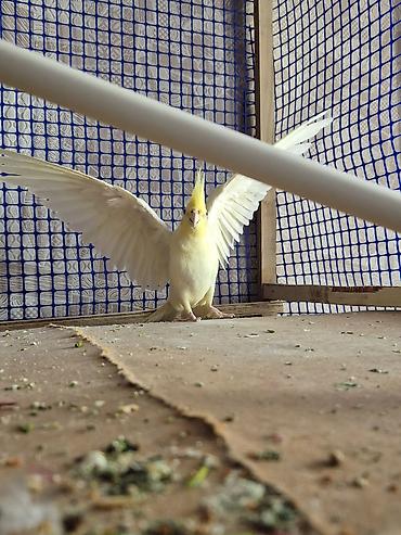 Quşlar: Nimfa (cockatiel) tutquşları – 2 ədəd 2si biryerdə satılır sarı erkək — 3