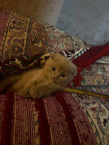 scottish fold qiyməti: Şotland yastı qulaq, Dişi, Erkək — 3