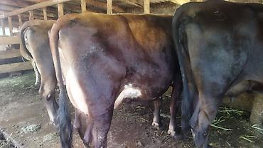 Продаю | Корова (самка) | Для молока at lalafo.kg — 6 Продаю | Корова (самка) | Для молока — 6