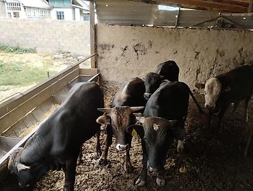 Коровы, быки: Продаю | Бык (самец) — 11