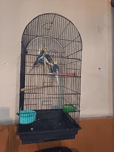клетка для кореллы: Nimçəsən (Cockatiel) quşları və qəfəs komplekti - Növ: Nimçəsən — 5
