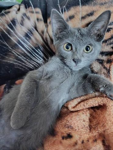британцы котята: Отдам котят в добрые руки! 2 месяца — 1