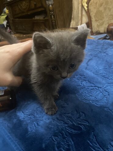 продам котенка британца: Британская, Самка, В добрые руки, Самовывоз