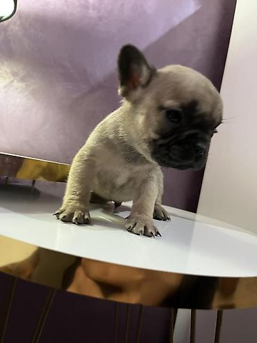 Psi: Francuski buldog – štenad - Rasa: Francuski buldog (kompaktno telo — 4