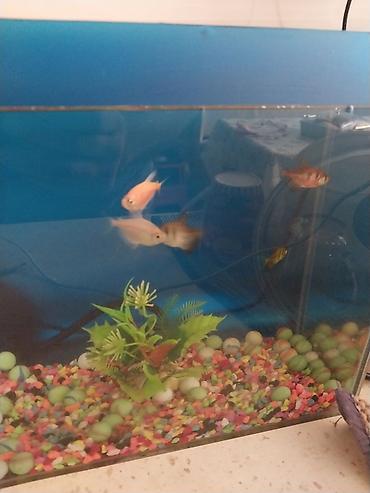 akvarium qiymetleri: Akvaryum dəsti – kompakt masaüstü model - Şəffaf şüşə akvaryum — 2