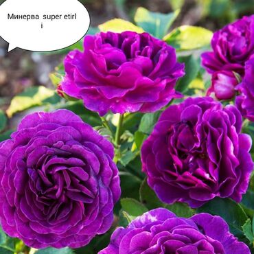 Şitillər: Salam Güllər Rusiyada gelib xarici gülldü nömrədə whatsapp var — 81