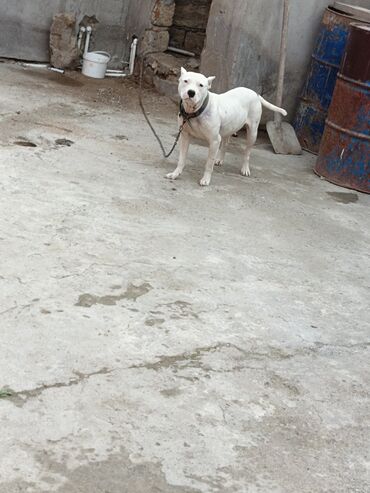 İtlər: Ağ rəngli, əzələli, orta-böyük ölçülü it. Qısa tüklü, qulaqları kəsik — 10