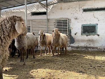 Баран, овца: Продаю | Баран (самец) | Арашан | На забой — 5