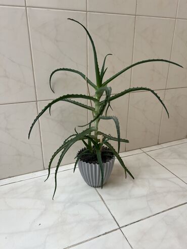 gul sekilleri profil ucun: Aloe vera orjinal çoxalan bitki