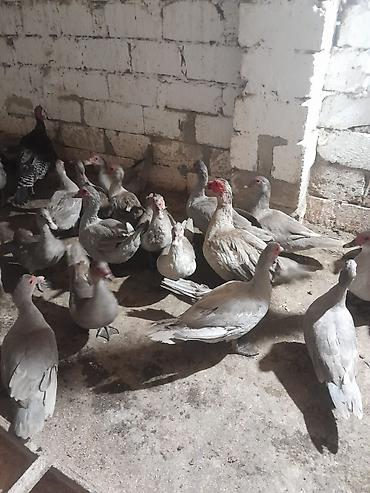 inək satilir binə: Tam orginal lavanda ördəklər 7 dişi 1 erkən birinin qiyməti 45 manat — 1