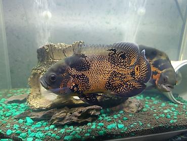 Астронотусы (Oscar, Astronotus ocellatus) — крупные декоративные