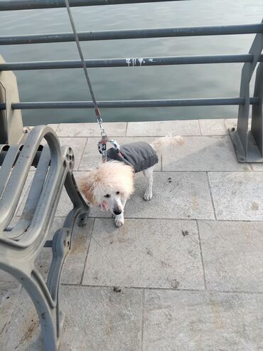 İtlər: Pudel — 35