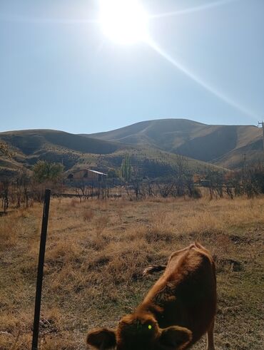 срочно прадаю дом: 5 соток, Курулуш