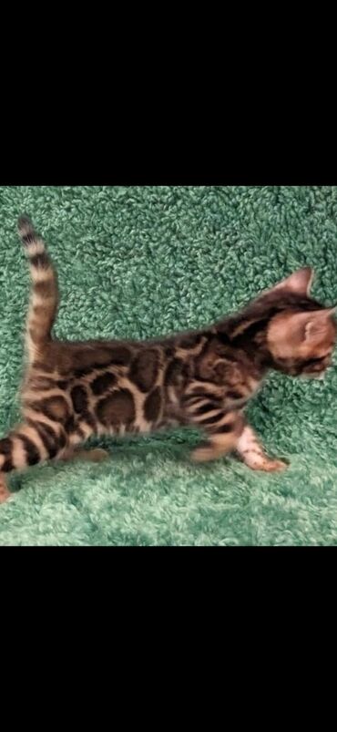 Продажа кошек: Друзья. !!!.в питомнике Бен Гла Мур. долгожданные новые детки — 5