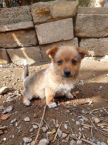 İtlər: 1 ay — 12