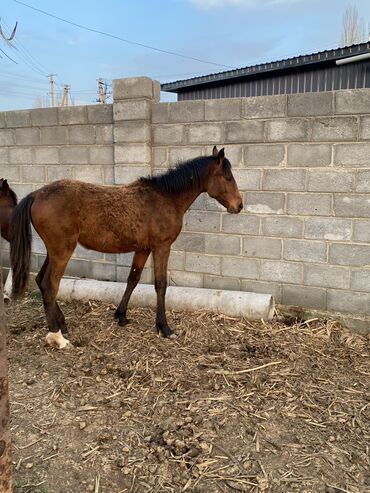 купить лошадь в киргизии: Куплю | Лошади, кони