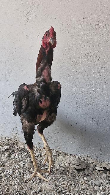 husky balası: Toyuq, Damazlıq — 4