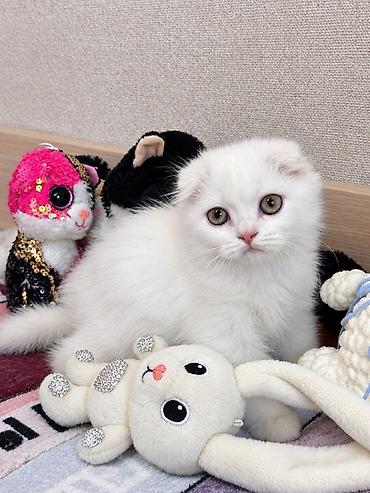 Продажа кошек: Шотландские котята от красивой привозной пары (Россия). Продается — 2