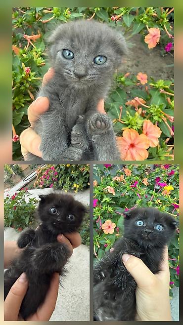 русская голубая кошка бишкек: Кошка даром: Скотиш Фолд (Шотландская вислоухая), 3 месяца, Мальчик — 1
