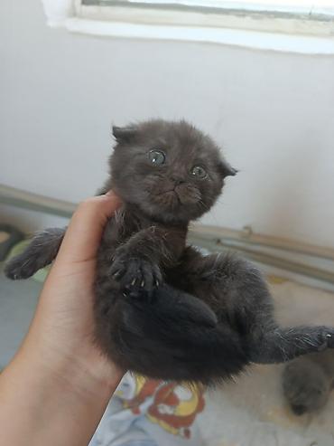котята свинкс: 1 месяц, Мальчик, Серый, Приучена к лотку — 4